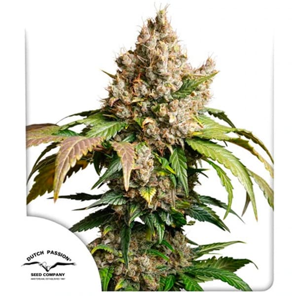 Auto Red Tropicana Cookies > Dutch Passion | Autoflowering Cannabis   |  Hybrid